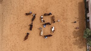 רוכבים במרחב הפתוח שנות המדינה על ידי סוסים