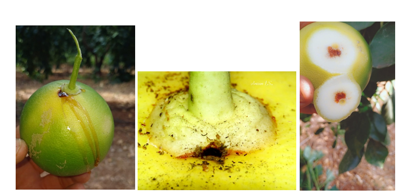 נזקי עש