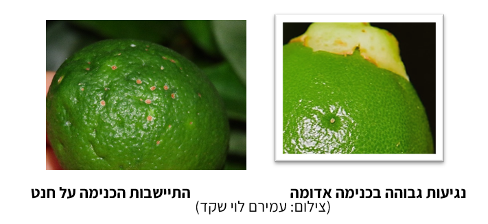 צילום מסך 2026 05 16 123453