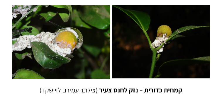 צילום מסך 2026 05 16 123508