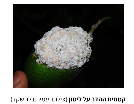 צילום מסך 2026 05 16 123519