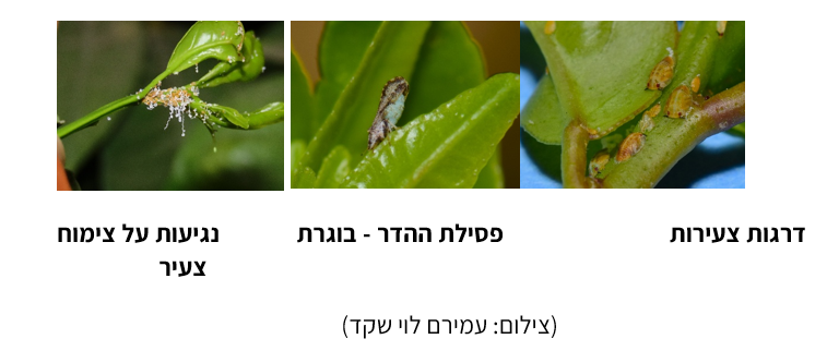 צילום מסך 2026 05 16 123534