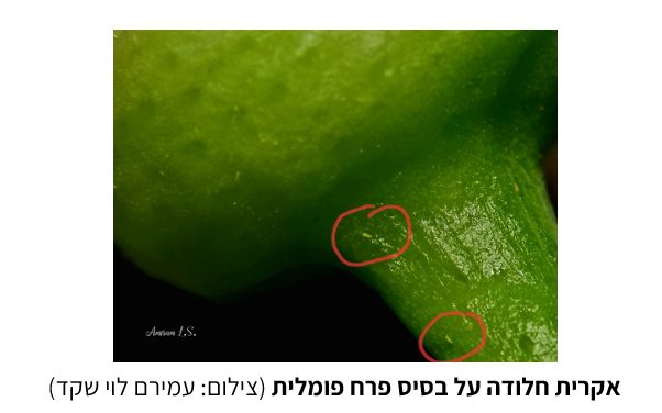 צילום מסך 2026 05 16 123548