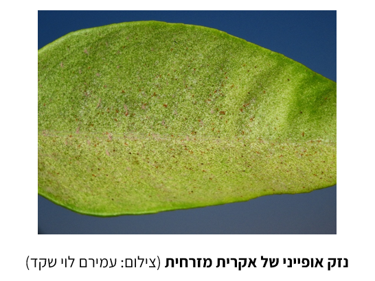 צילום מסך 2026 05 16 123559