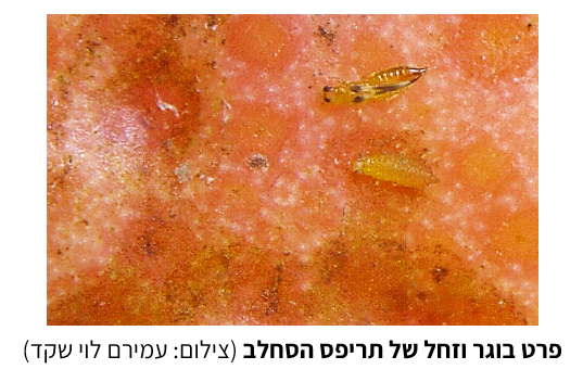 צילום מסך 2026 05 16 123608