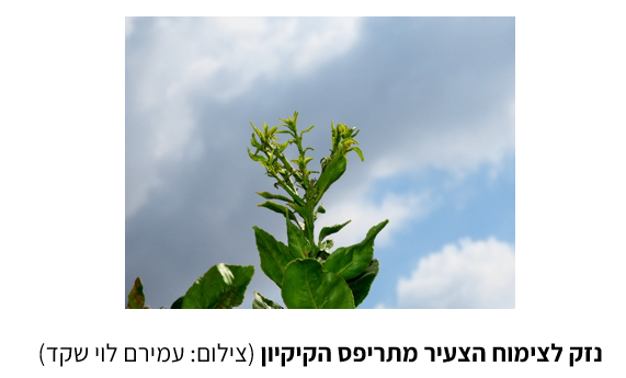 צילום מסך 2026 05 16 123621