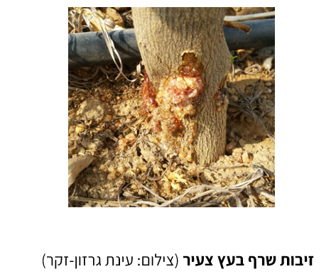 צילום מסך 2026 05 16 123716
