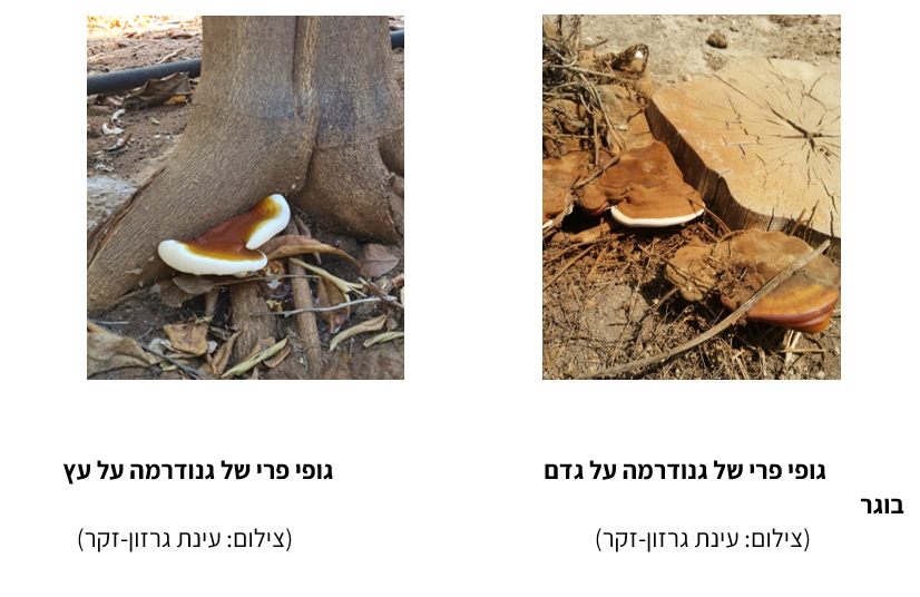 צילום מסך 2026 05 16 123732