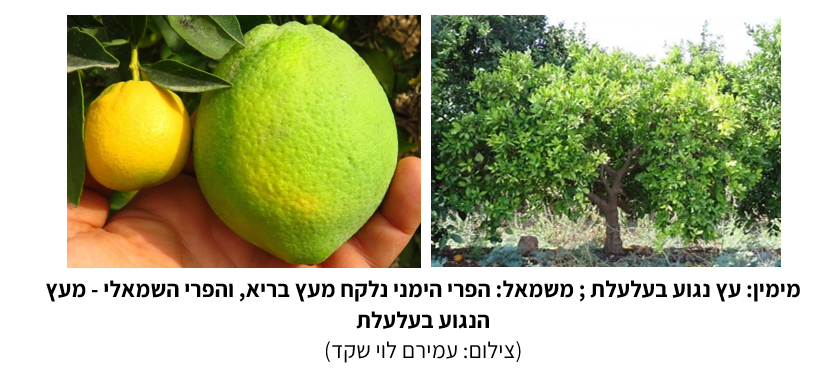 צילום מסך 2026 05 16 123745