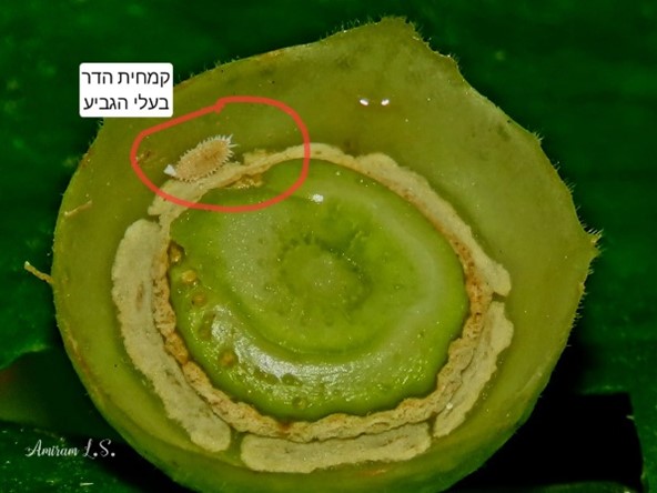 קמחית ההדר
