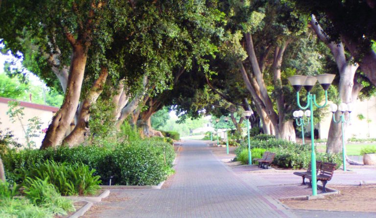תמונה 1 ramat hashofet tress