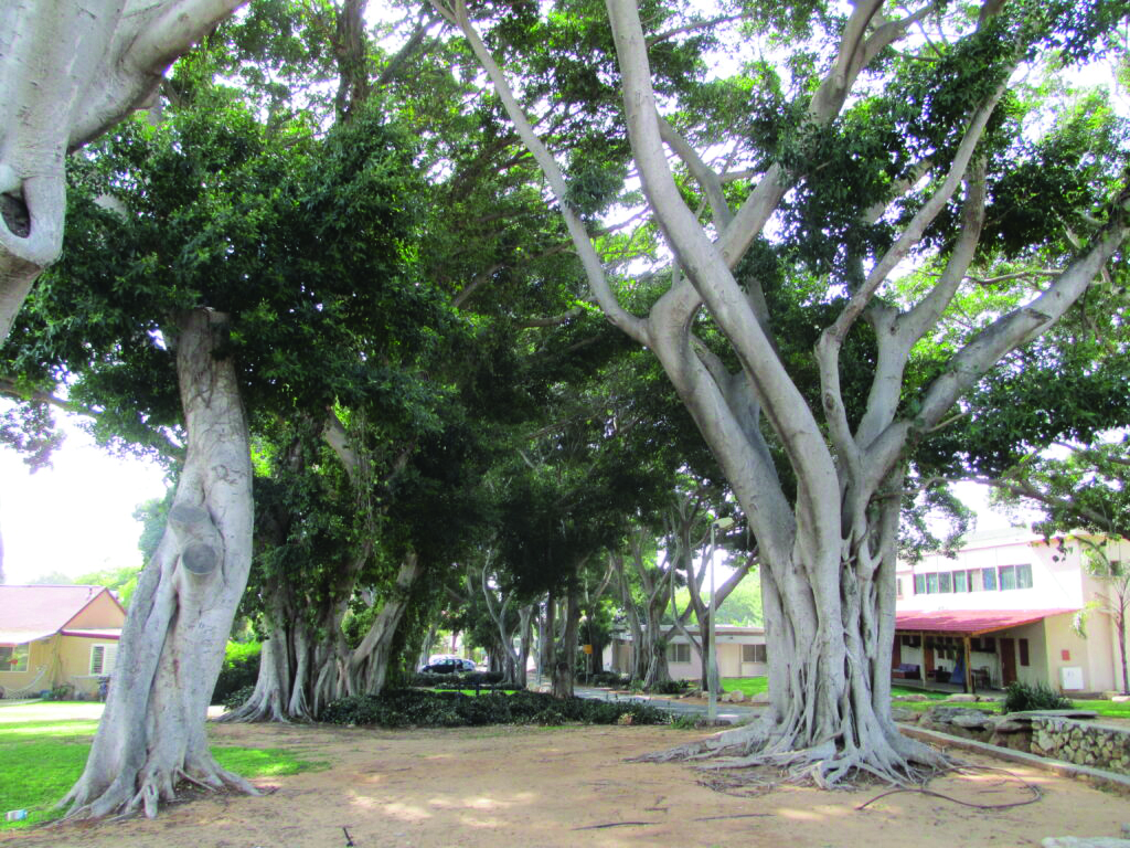תמונה 4 image 1778149559 1024x768