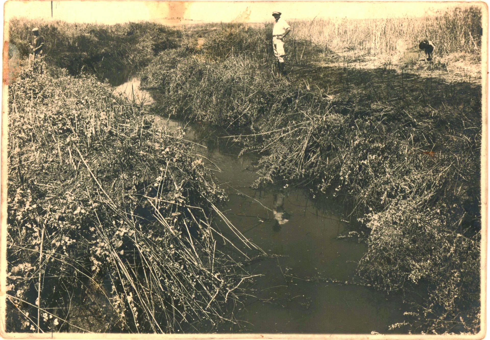 ניקוז ביצות באזור נחל אלכסנדר, 1932. אלבום אברהם אבני
