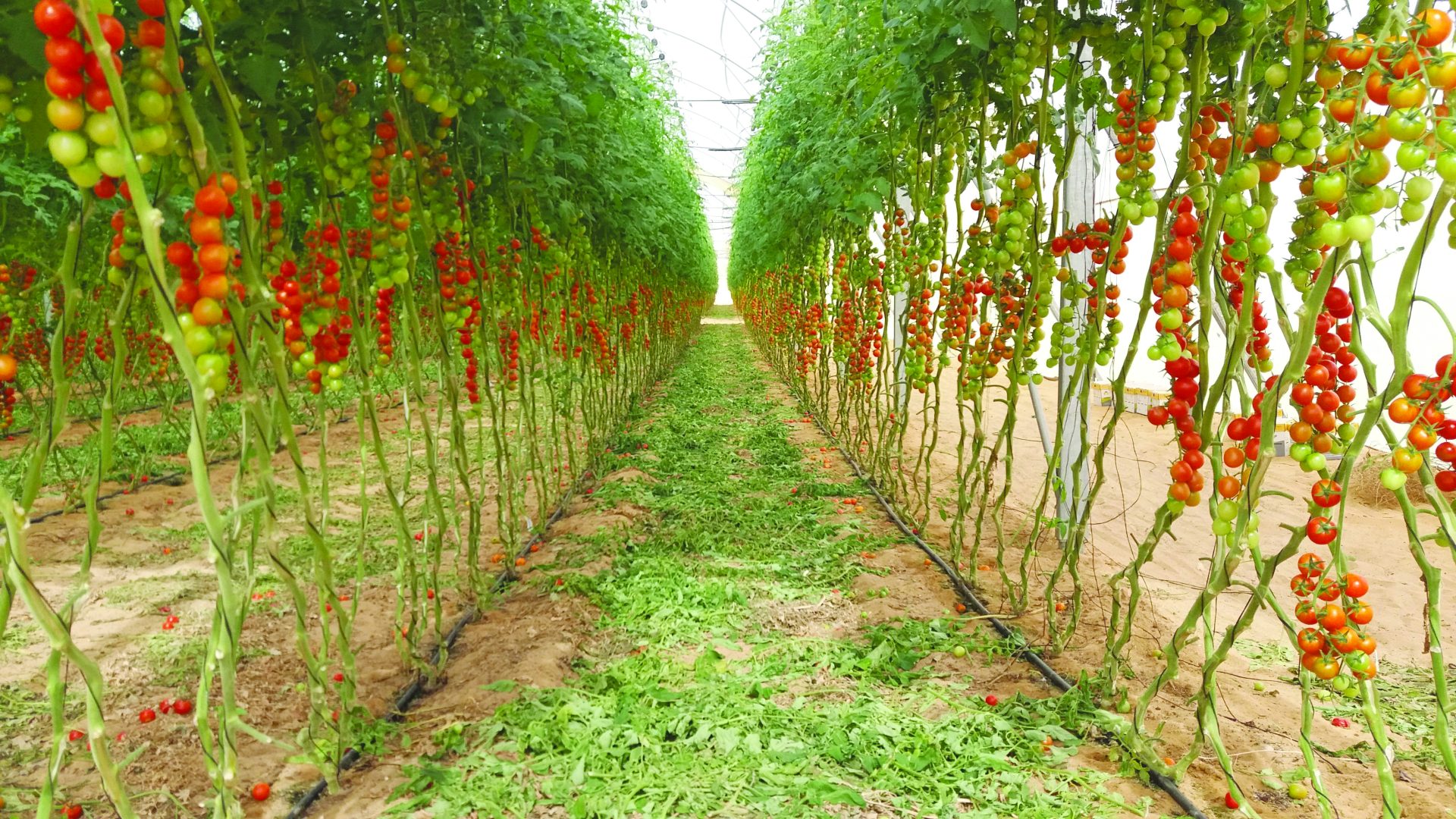 עגבניות שרי
