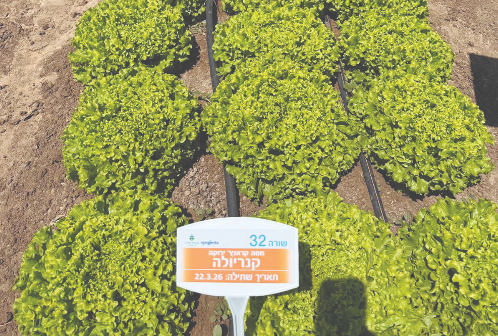 צילום מסך 2026 06 11 201323