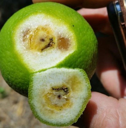 נגיעות