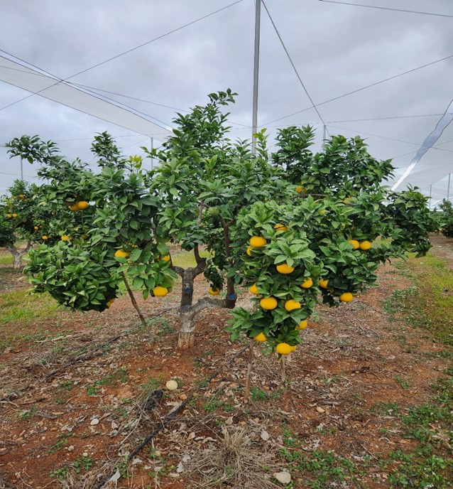עליזה על קריזו (סנדביץ' סצומה.) .חלקת מודל אזור ולנסיה