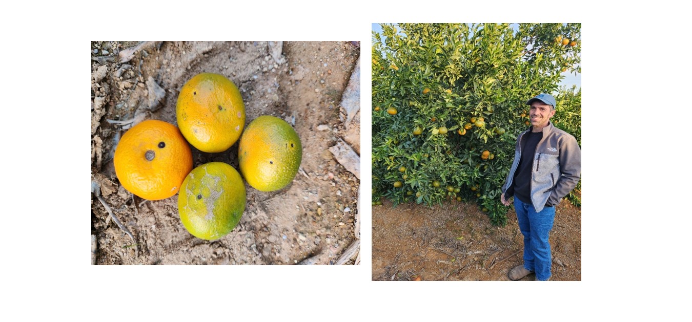 עץ ופירות של מנדרינה ליאנרי (עם אלטרנריה) על קריזו Huelva (מימין יחזקאל הראש)