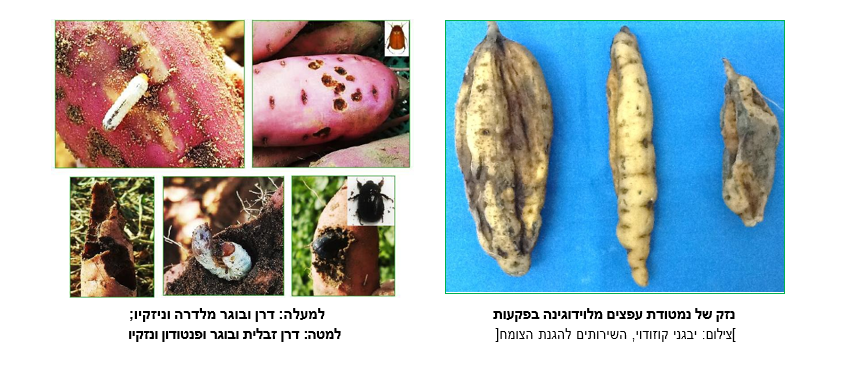 צילום מסך 2026 07 27 135410