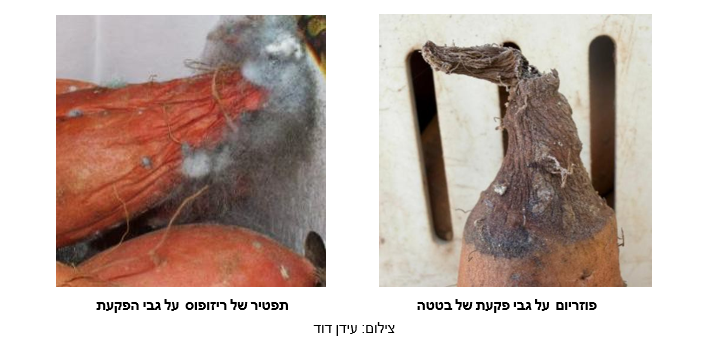 צילום מסך 2026 07 27 135436