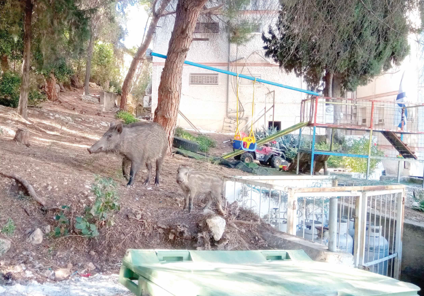 צילום מסך 2026 08 05 151507