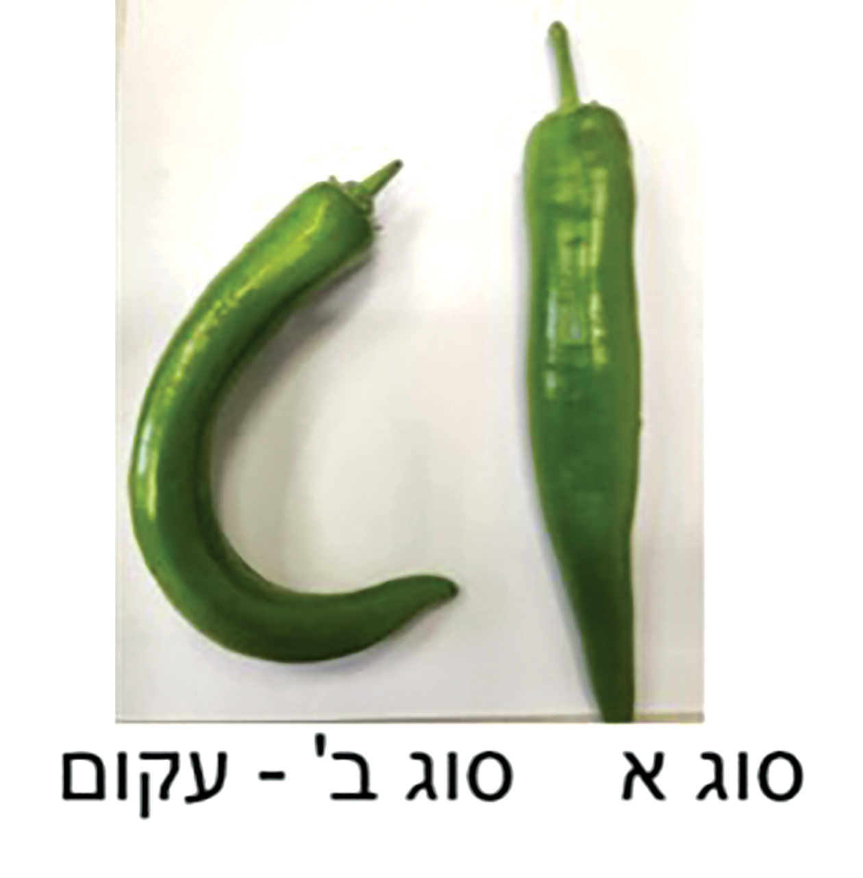 תמונה1