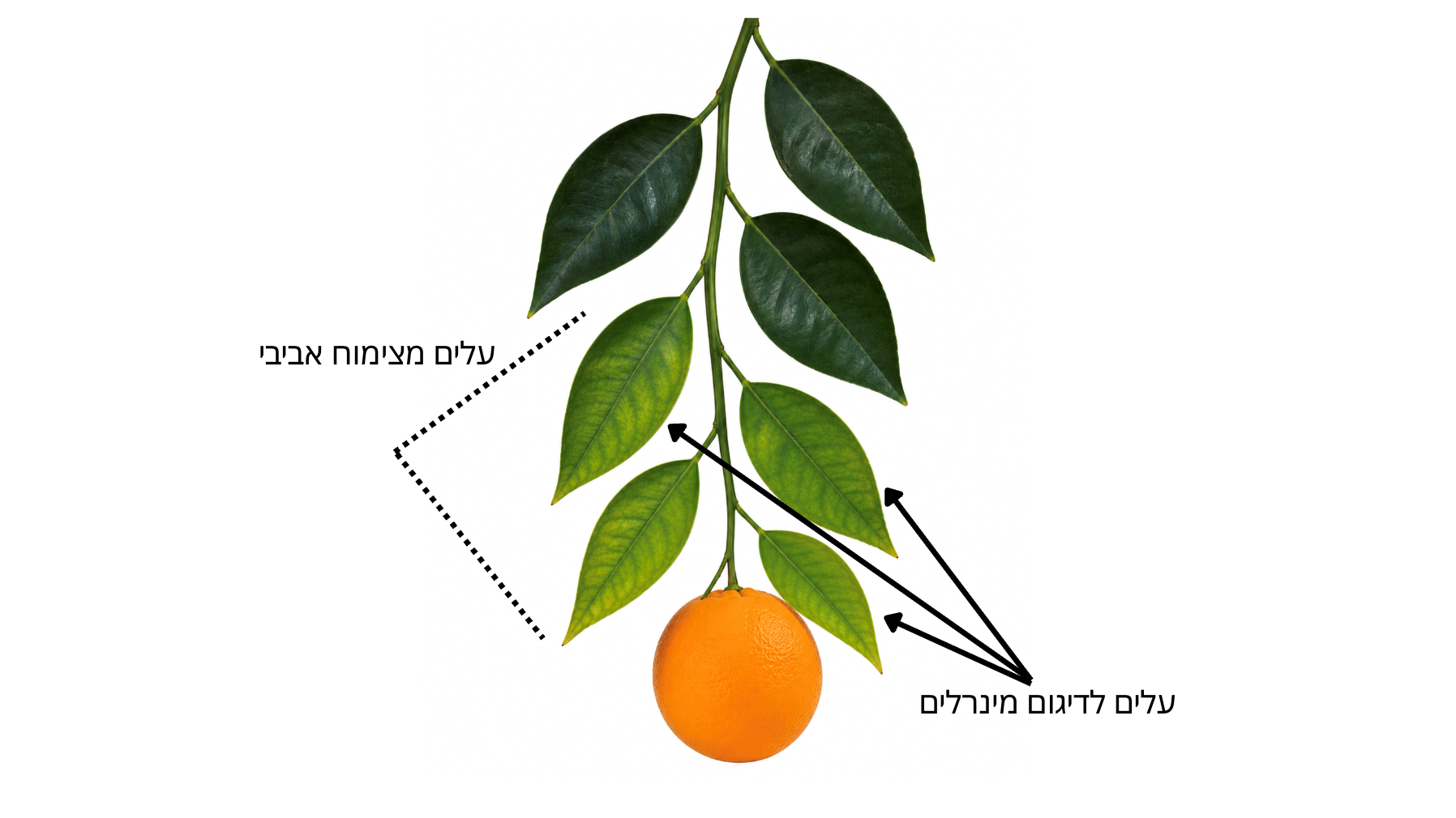 עלים לרוחב