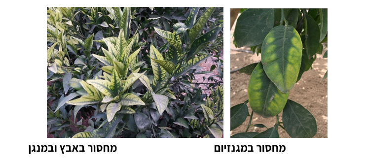צילום מסך 2026 09 08 012037