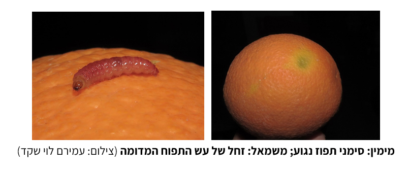 צילום מסך 2026 09 08 012218