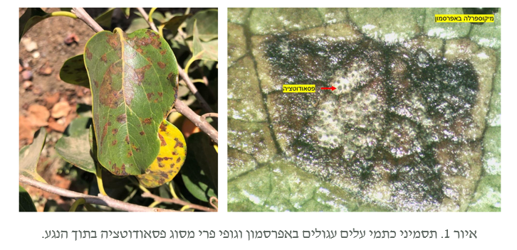 צילום מסך 2026 09 19 200041