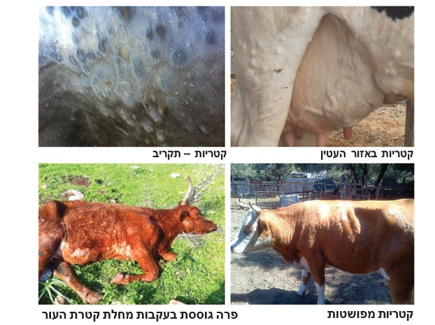 צילום מסך 2026 09 20 125605