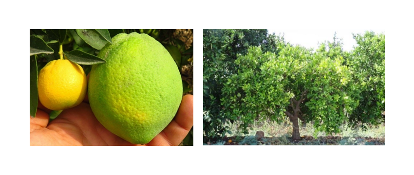 שתי תמונות מיושרות לרוחב