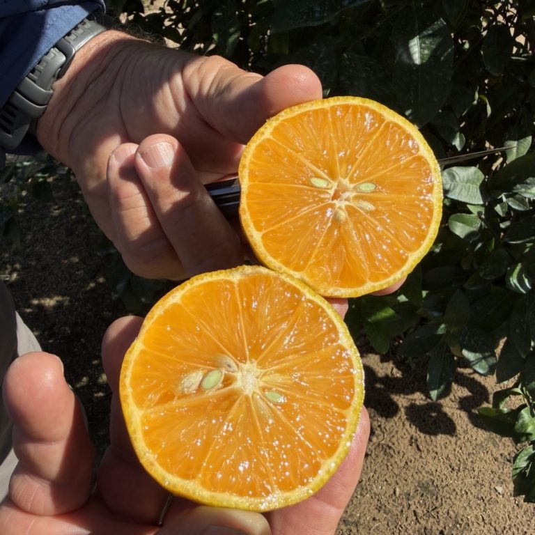 תפוזים מעצים עמידים לגריניניג צילום אוניברסיטת פלורידה