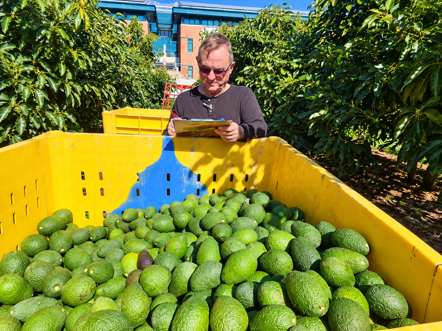 Avocado Harvest Inspection in Sunny Orchard