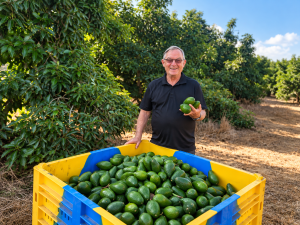 Avocado Harvest in the Orchard