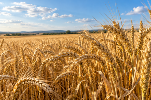 Golden Wheat Field Beneath Summer Skies