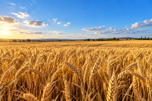 Golden Wheat Field at Sunset