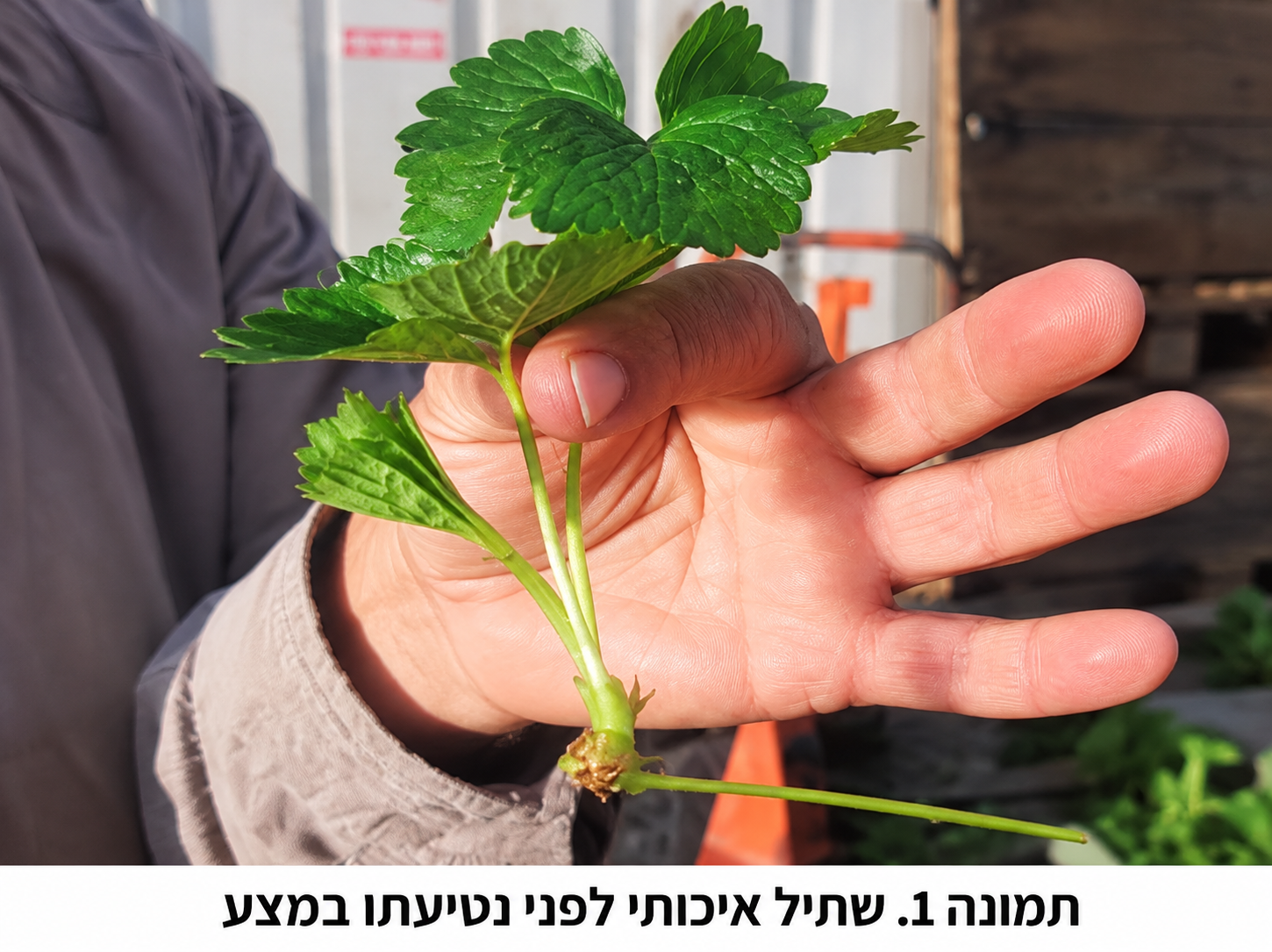Hand Holding a Healthy Strawberry Cutting