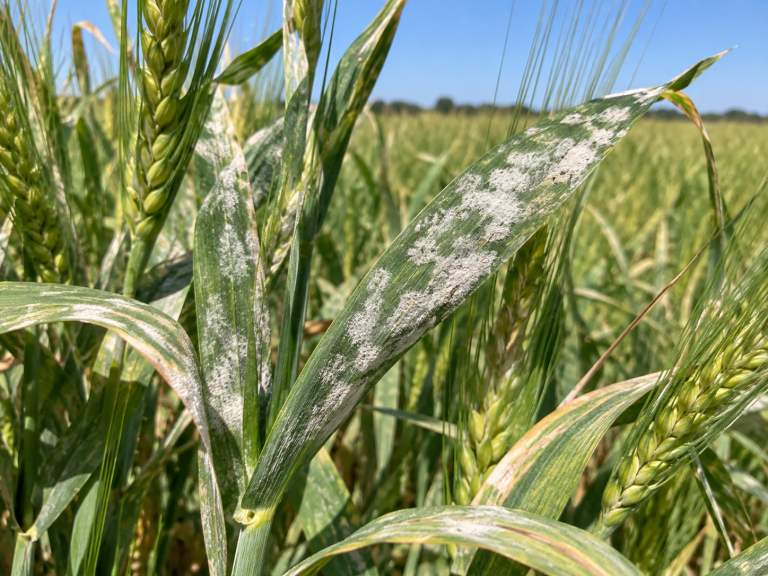 Powdery Mildew on Sunlit Barley