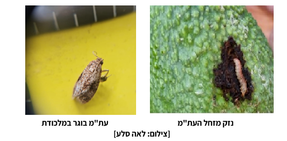 צילום מסך 2026 10 15 213200